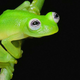 Illustration for article titled Newly discovered frog species looks a lot like Kermit the Frog